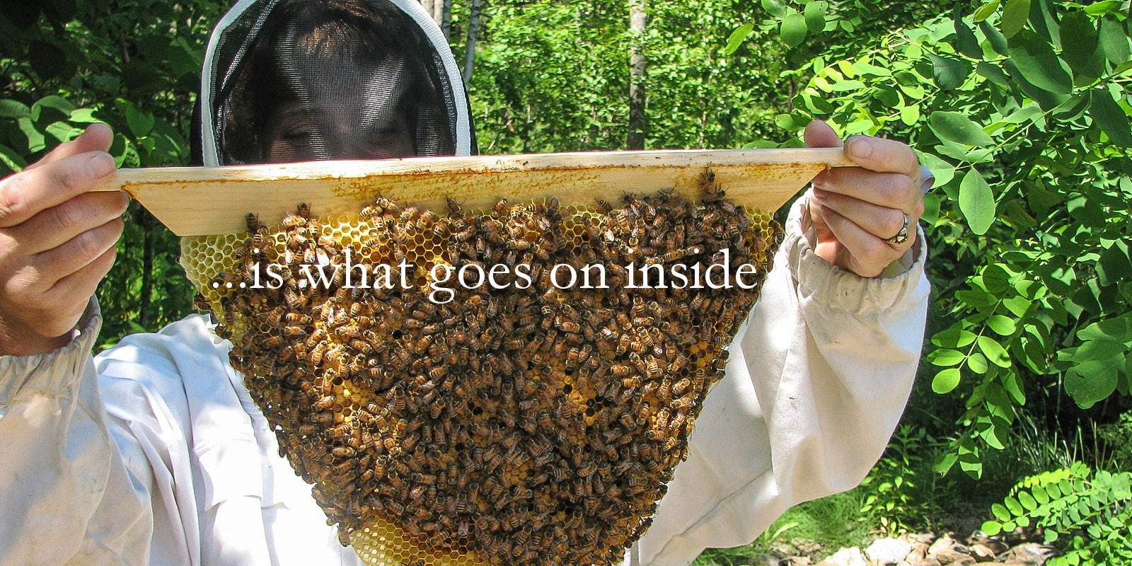Top bar hives mean clean, natural beeswax!