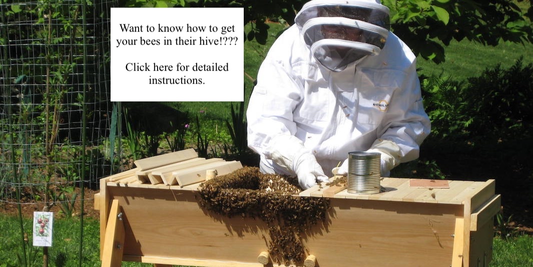Hiving a new package of bees. Learn how